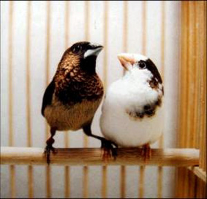 Bengalese finch